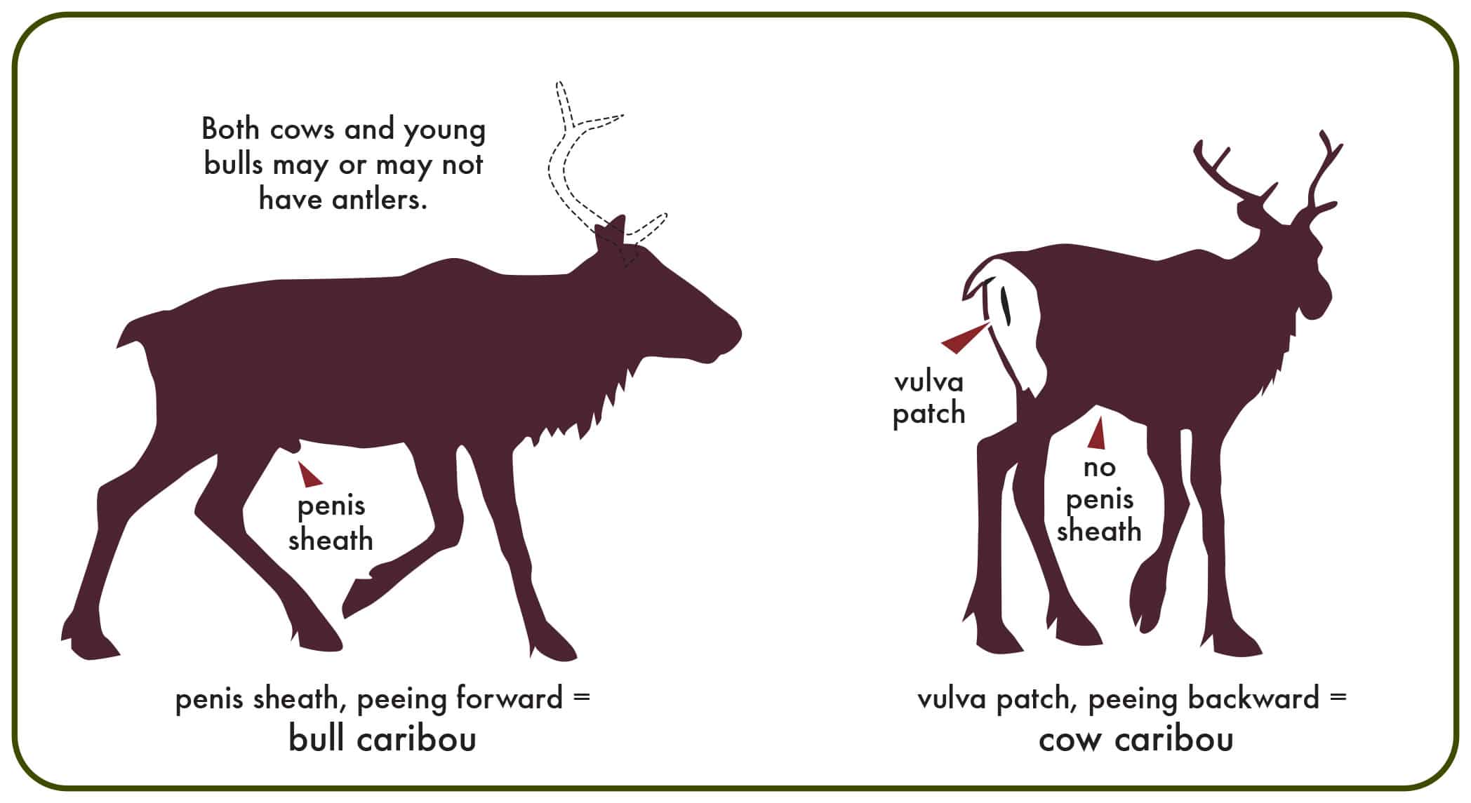 Cows vs Bulls - Can you tell the difference?